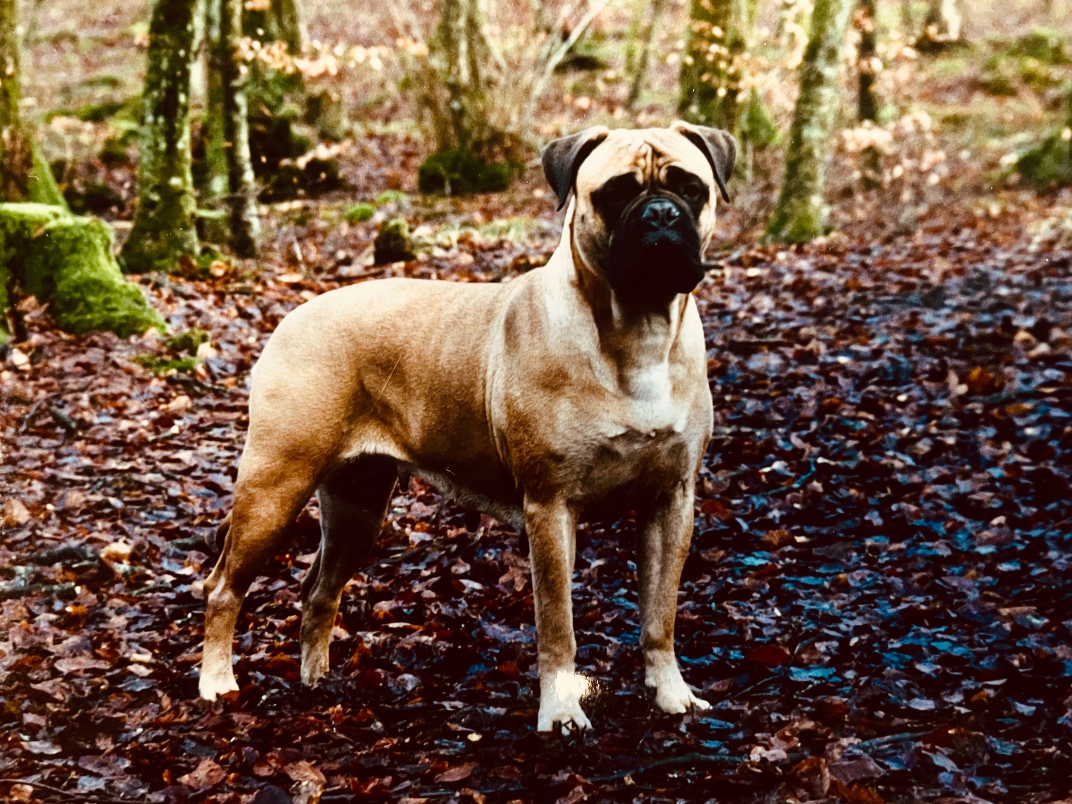 Bullberry Myfanwy