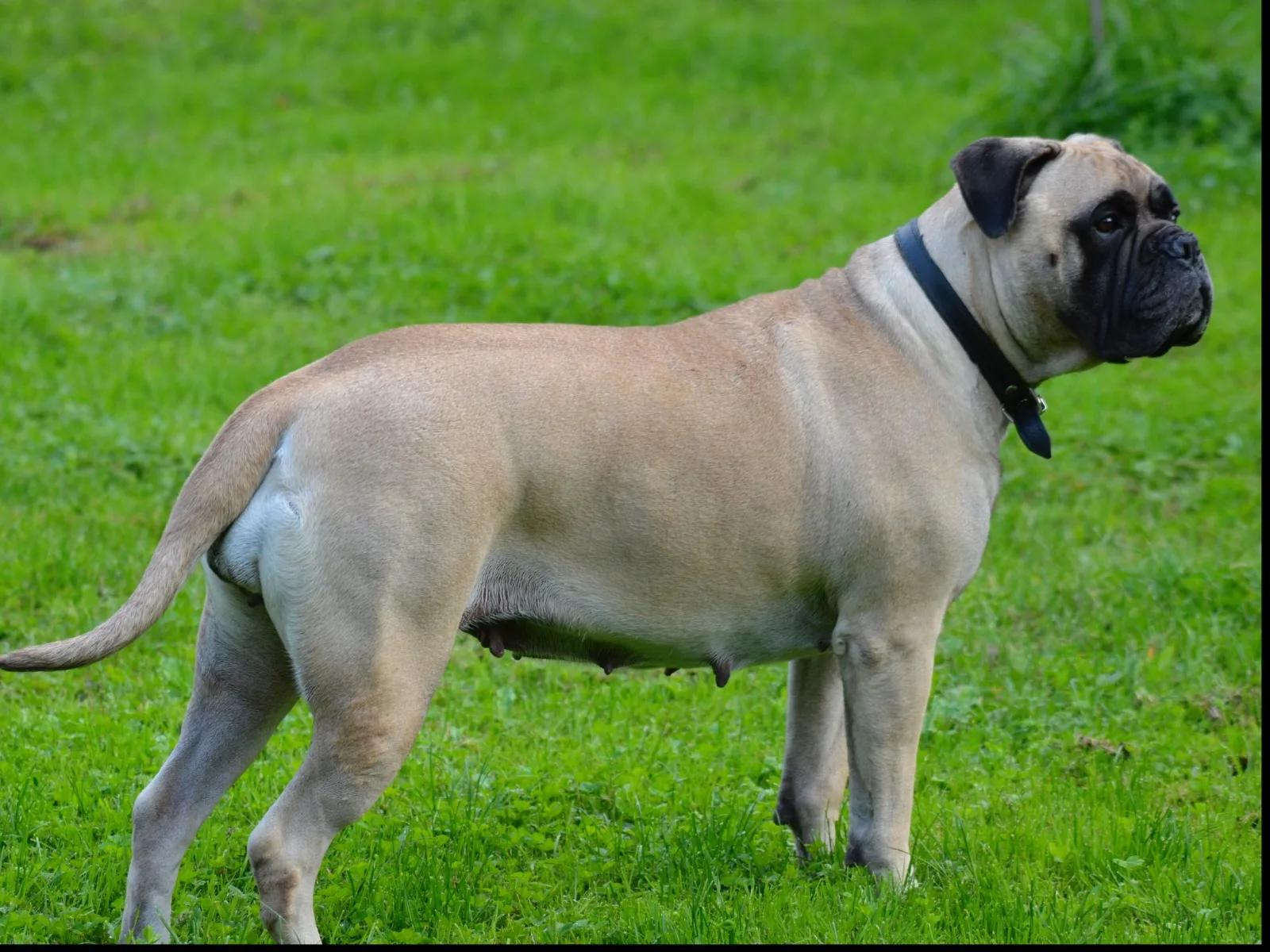 Bullberry Queniva