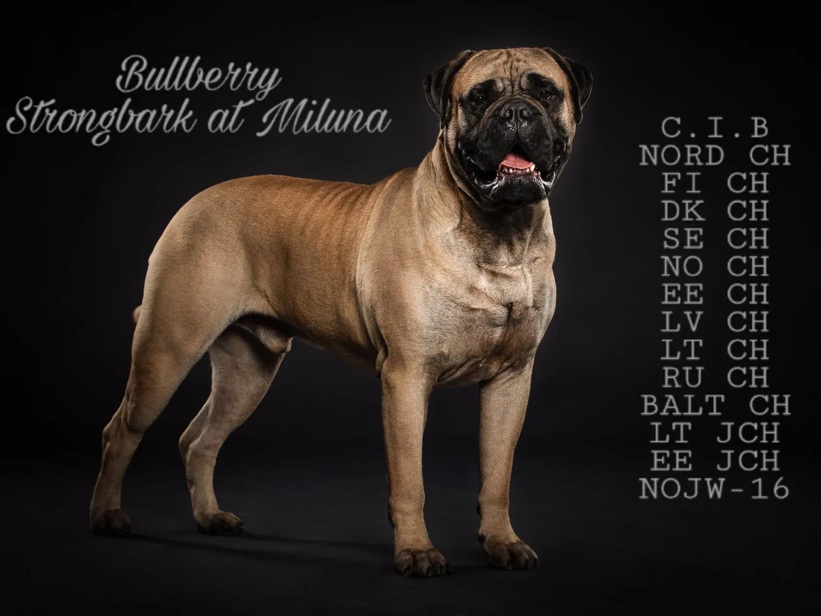 Bullberry Strongbark at Miluna