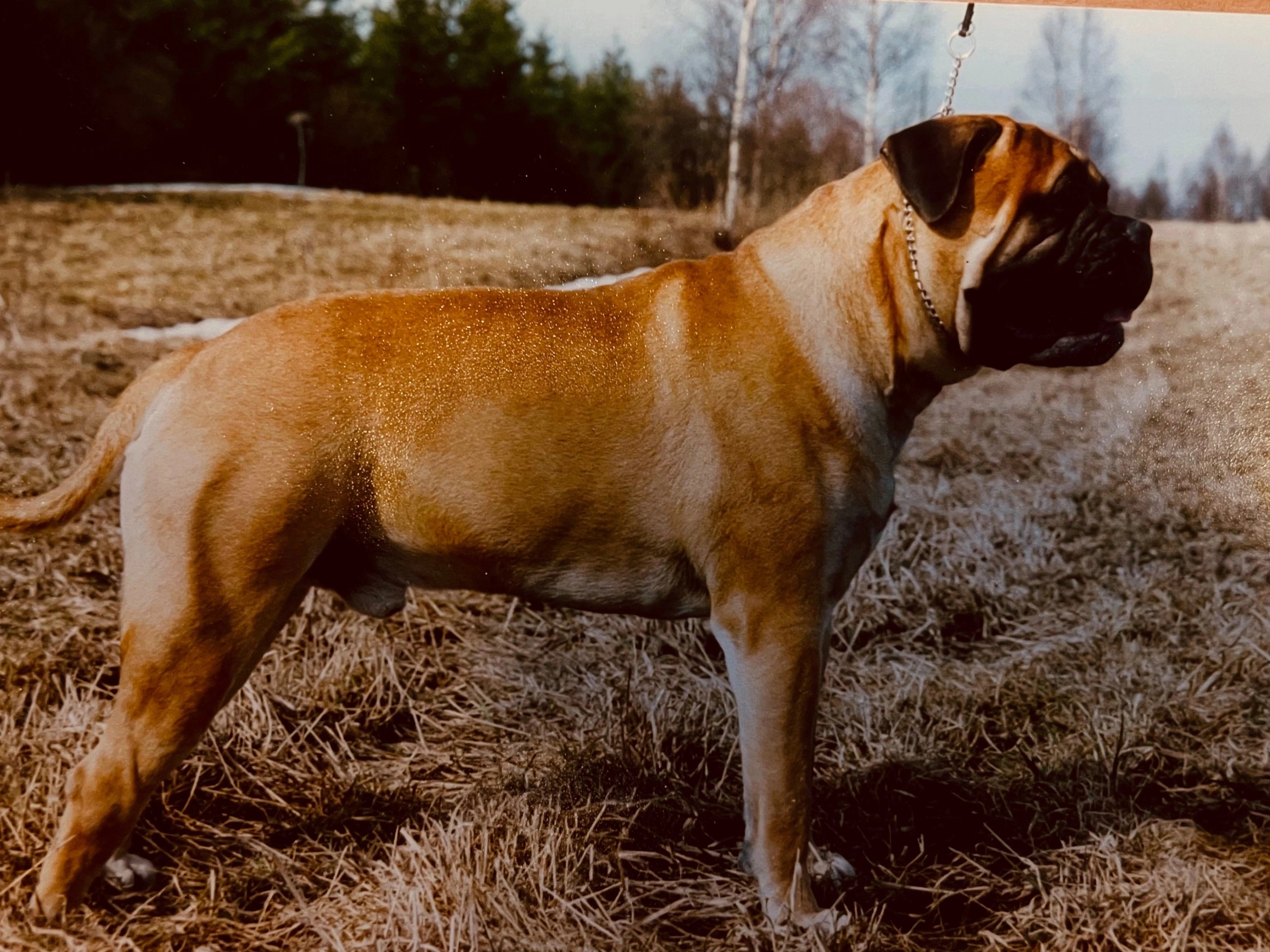 Bullberry Von Wrinkle